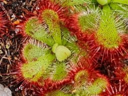 Drosera aliciae glandular hairs and glandular dots